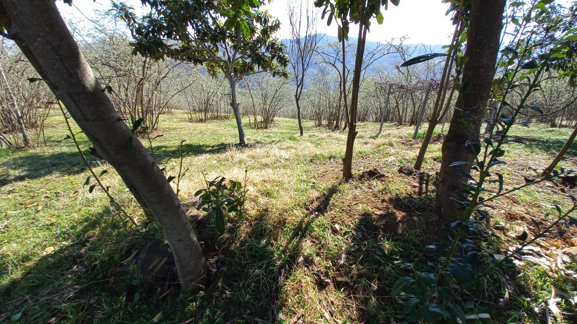 BEŞİKDÜZÜ VARDALLI'DA SATILIK 8.200 M2 BAHÇE