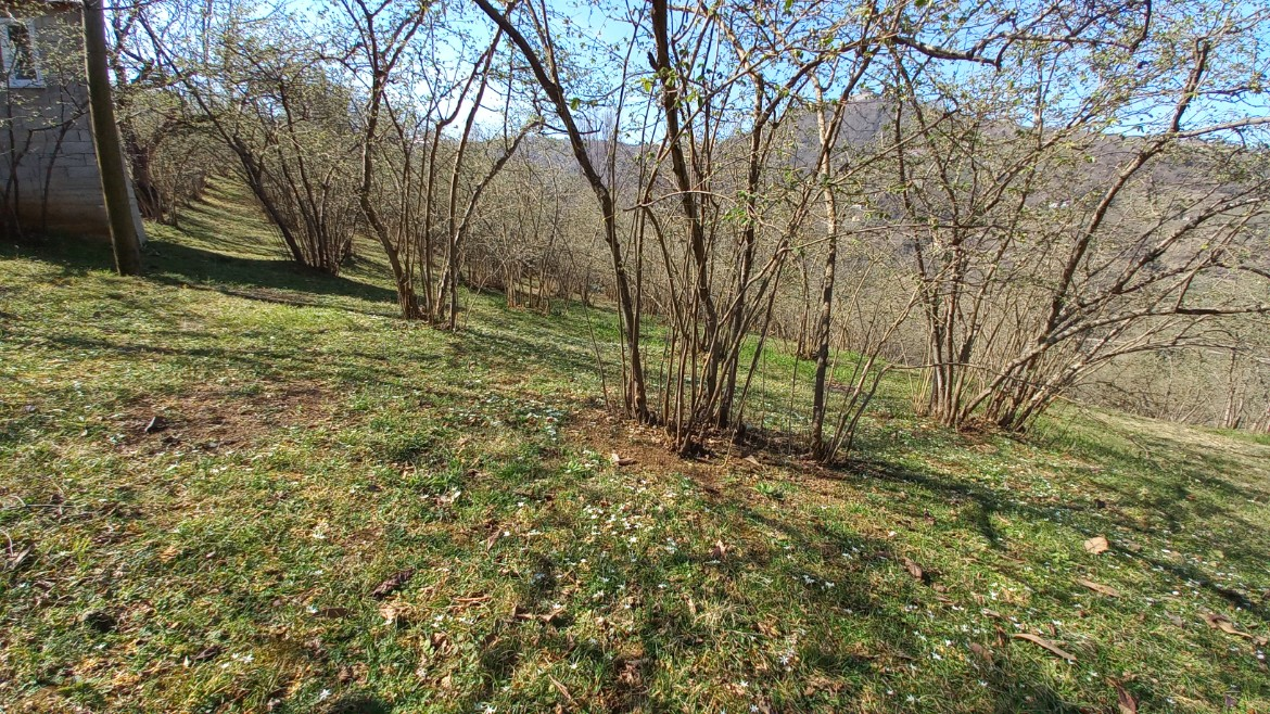 BEŞİKDÜZÜ VARDALLI'DA SATILIK 8.200 M2 BAHÇE