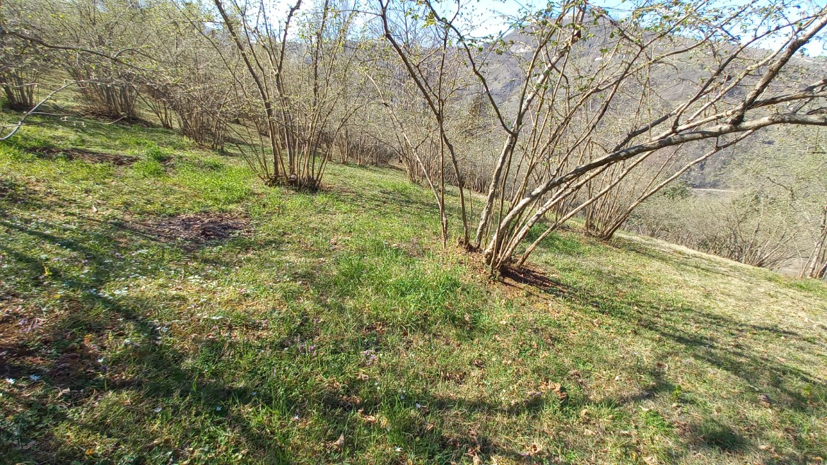 BEŞİKDÜZÜ VARDALLI'DA SATILIK 8.200 M2 BAHÇE