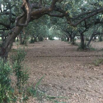 DOĞAYLA İÇ İÇE YATIRIM FIRSATI 1.520 m² MÜSTAKİL TAPULU ZEYTİNLİK