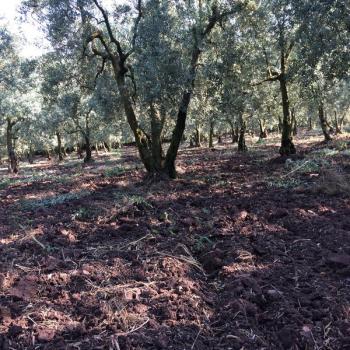 DOĞAYLA İÇ İÇE YATIRIM FIRSATI 1.520 m² MÜSTAKİL TAPULU ZEYTİNLİK