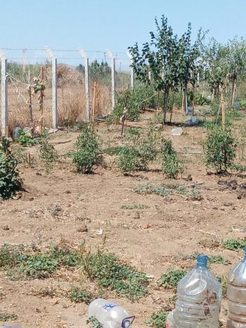 Bandırma emlaktan Bandırma'da Satılık Hobi Bahçesi 