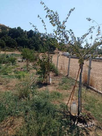 Bandırma emlaktan Bandırma'da Satılık Hobi Bahçesi 