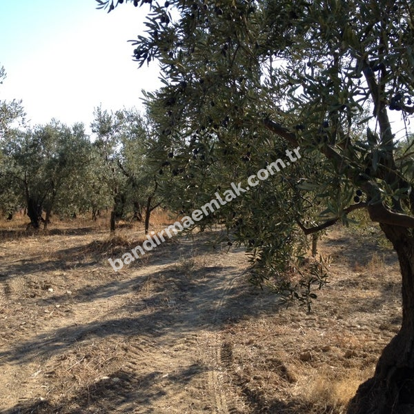 DOĞAYLA İÇ İÇE YATIRIM FIRSATI 1.520 m² MÜSTAKİL TAPULU ZEYTİNLİK