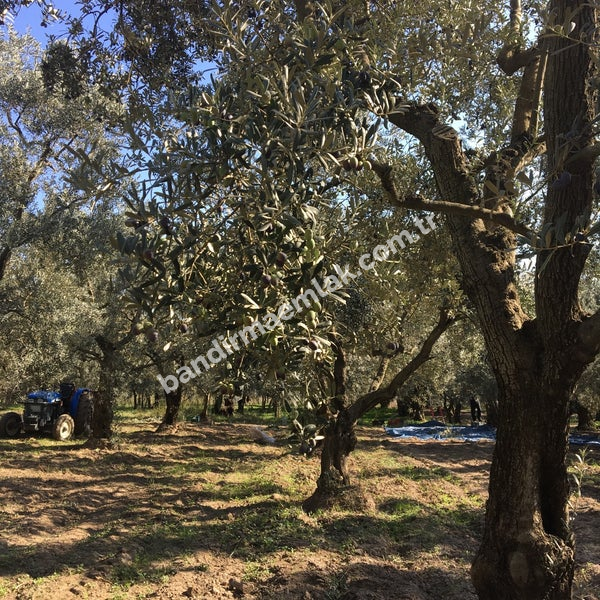 DOĞAYLA İÇ İÇE YATIRIM FIRSATI 1.520 m² MÜSTAKİL TAPULU ZEYTİNLİK