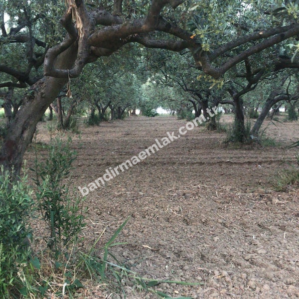 DOĞAYLA İÇ İÇE YATIRIM FIRSATI 1.520 m² MÜSTAKİL TAPULU ZEYTİNLİK