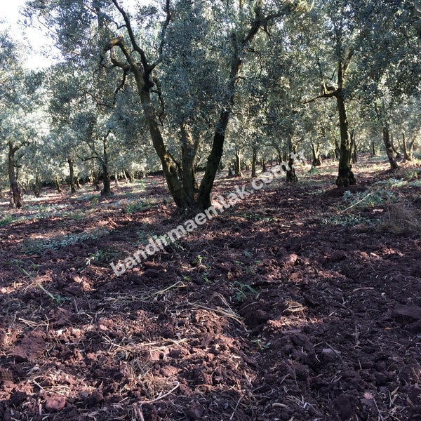 DOĞAYLA İÇ İÇE YATIRIM FIRSATI 1.520 m² MÜSTAKİL TAPULU ZEYTİNLİK