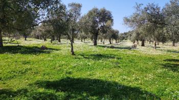 Kazıklıda Satılık Arazi