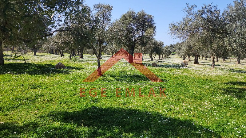 Kazıklıda Satılık Arazi