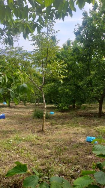 DijitalEmlak'tan Osmangazi Dağakça'da Satılık 14 Dönüm Meyva Bahçesi.