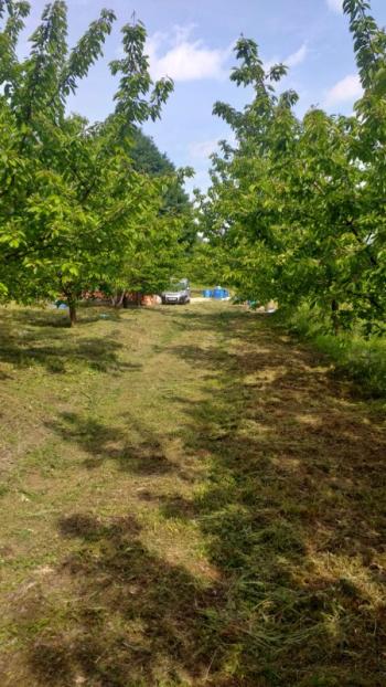 DijitalEmlak'tan Osmangazi Dağakça'da Satılık 14 Dönüm Meyva Bahçesi.