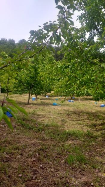 DijitalEmlak'tan Osmangazi Dağakça'da Satılık 14 Dönüm Meyva Bahçesi.