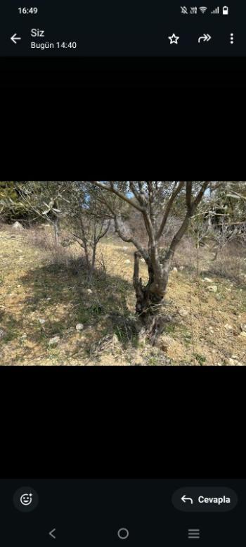 İzmir Kemalpaşa Damlacık 'ta müstakil tapulu4.460m2 arazi 5000000 TL