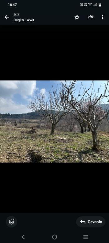 İzmir Kemalpaşa Damlacık 'ta müstakil tapulu4.460m2 arazi 5000000 TL