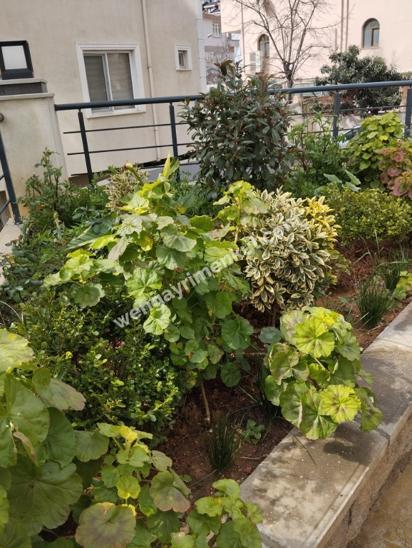 Maltepe Cevizlide Kiralık 2+1 Daire