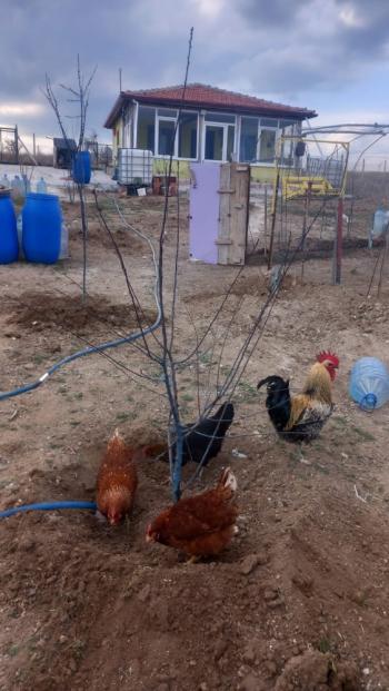 Çorum - Osmancık Yolu 15. Km Tek Tapu, Evi Olan Satılık Bağ 