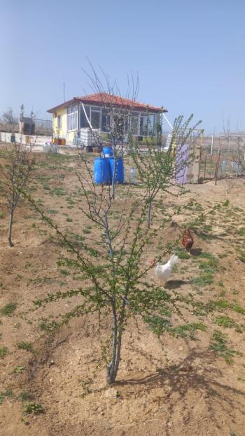 Çorum - Osmancık Yolu 15. Km Tek Tapu, Evi Olan Satılık Bağ 