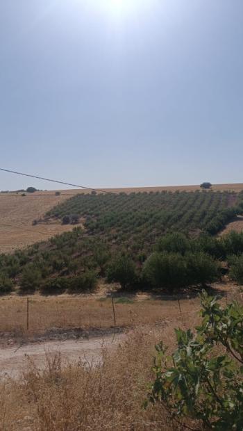 YILMAZ EMLAK'TAN KAHTANIN EN UCUZ BADEM TARLASI 16.800m² SATIŞTA