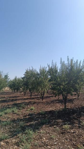 YILMAZ EMLAK'TAN KAHTANIN EN UCUZ BADEM TARLASI 16.800m² SATIŞTA