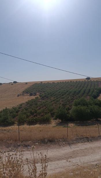 YILMAZ EMLAK'TAN KAHTANIN EN UCUZ BADEM TARLASI 16.800m² SATIŞTA