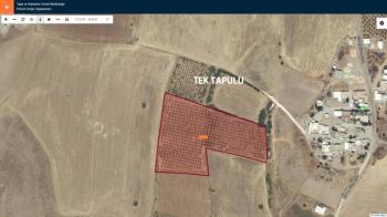 YILMAZ EMLAK'TAN KAHTANIN EN UCUZ BADEM TARLASI 16.800m² SATIŞTA