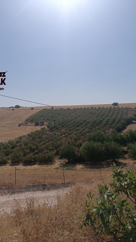 YILMAZ EMLAK'TAN KAHTANIN EN UCUZ BADEM TARLASI 16.800m² SATIŞTA