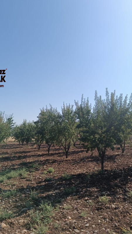 YILMAZ EMLAK'TAN KAHTANIN EN UCUZ BADEM TARLASI 16.800m² SATIŞTA