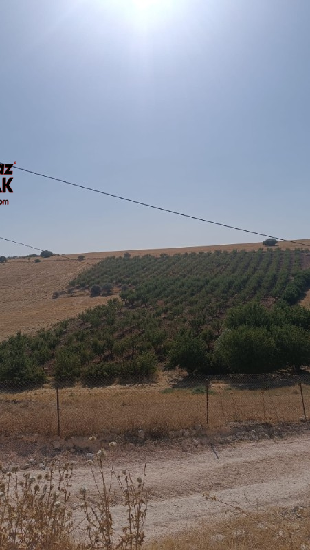 YILMAZ EMLAK'TAN KAHTANIN EN UCUZ BADEM TARLASI 16.800m² SATIŞTA