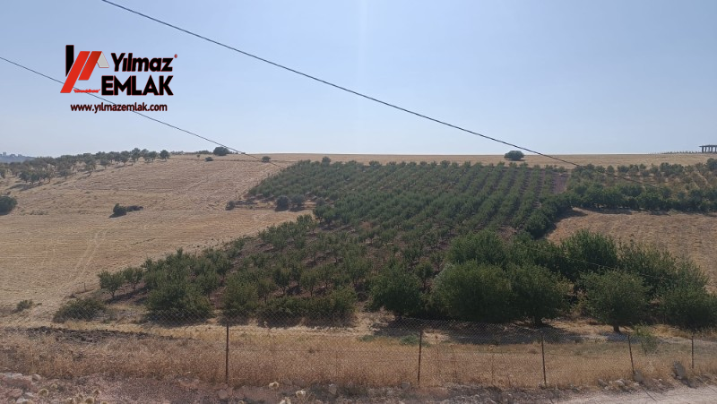 YILMAZ EMLAK'TAN KAHTANIN EN UCUZ BADEM TARLASI 16.800m² SATIŞTA