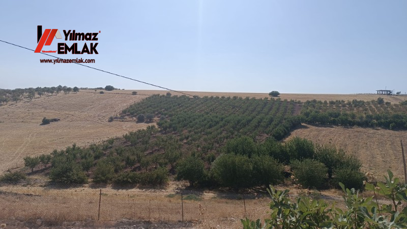 YILMAZ EMLAK'TAN KAHTANIN EN UCUZ BADEM TARLASI 16.800m² SATIŞTA