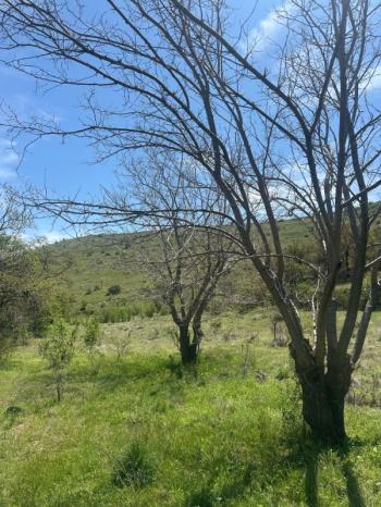 AFYON ÜÇOK EMLAKTAN ATAKÖY DE SATILIK 8.922M² YATIRIMLIK BAĞ