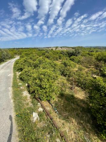 ASLAN'DAN ELVANLI'DA 1.852 M2 MÜSTAKİL TAPULU BAHÇE