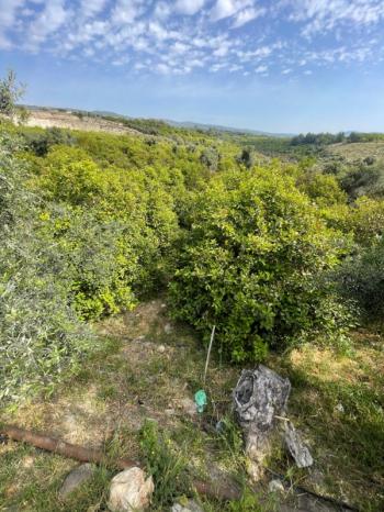 ASLAN'DAN ELVANLI'DA 1.852 M2 MÜSTAKİL TAPULU BAHÇE