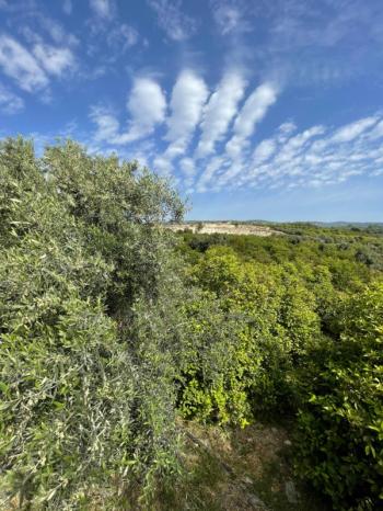 ASLAN'DAN ELVANLI'DA 1.852 M2 MÜSTAKİL TAPULU BAHÇE