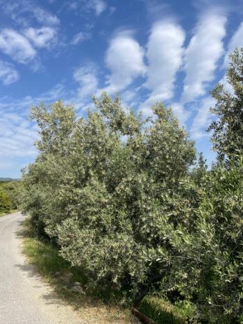 ASLAN'DAN ELVANLI'DA 1.852 M2 MÜSTAKİL TAPULU BAHÇE