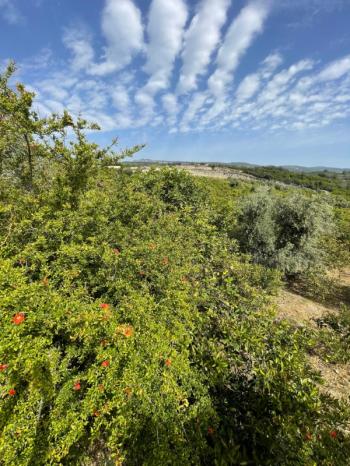 ASLAN'DAN ELVANLI'DA 1.852 M2 MÜSTAKİL TAPULU BAHÇE