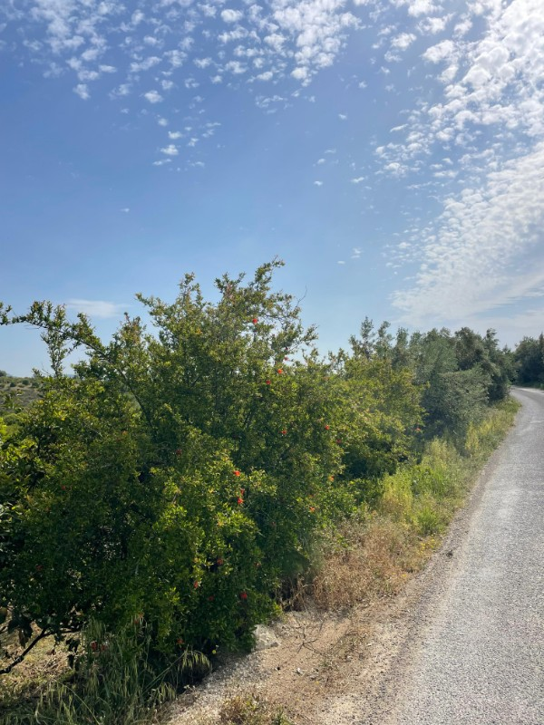 ASLAN'DAN ELVANLI'DA 1.852 M2 MÜSTAKİL TAPULU BAHÇE