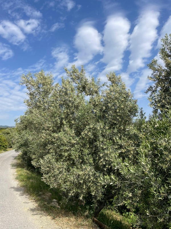 ASLAN'DAN ELVANLI'DA 1.852 M2 MÜSTAKİL TAPULU BAHÇE