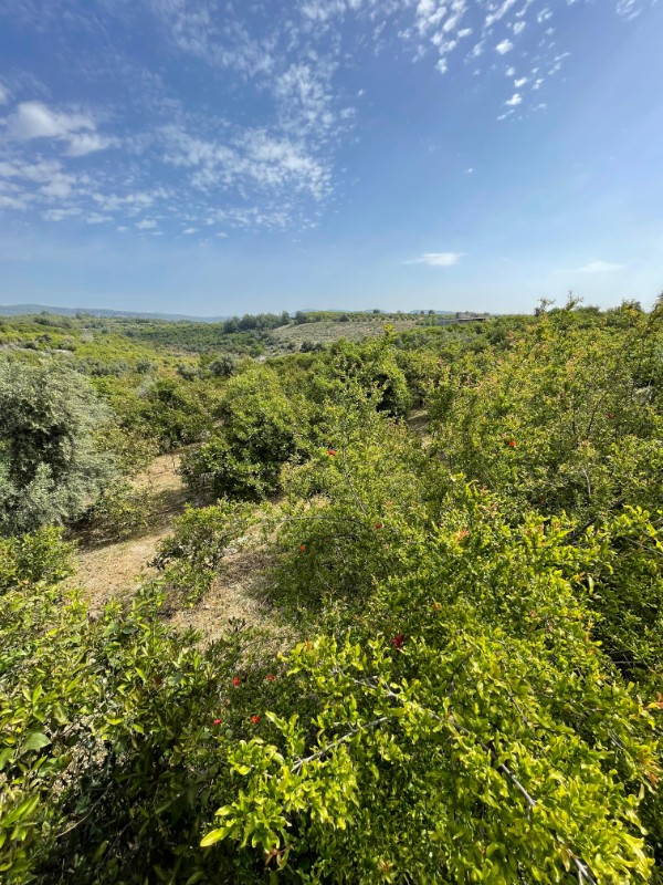 ASLAN'DAN ELVANLI'DA 1.852 M2 MÜSTAKİL TAPULU BAHÇE