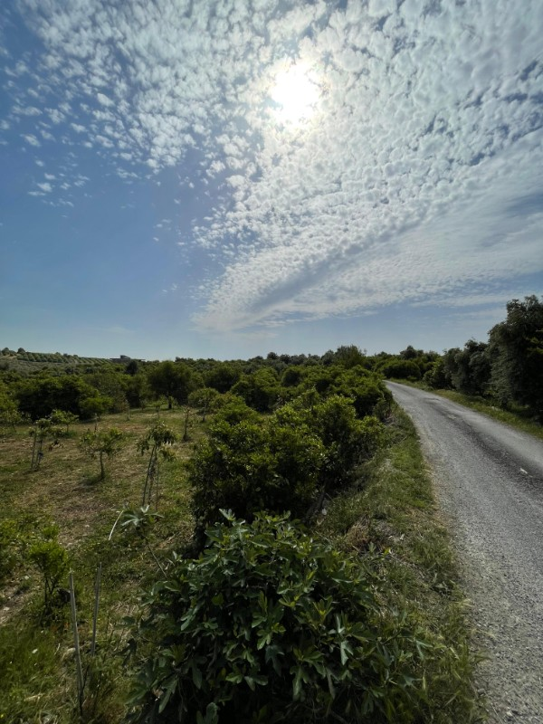 ASLAN'DAN ELVANLI'DA 1.852 M2 MÜSTAKİL TAPULU BAHÇE