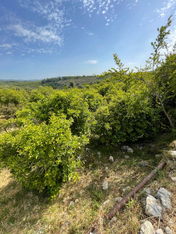 ASLAN'DAN ELVANLI'DA 1.852 M2 MÜSTAKİL TAPULU BAHÇE