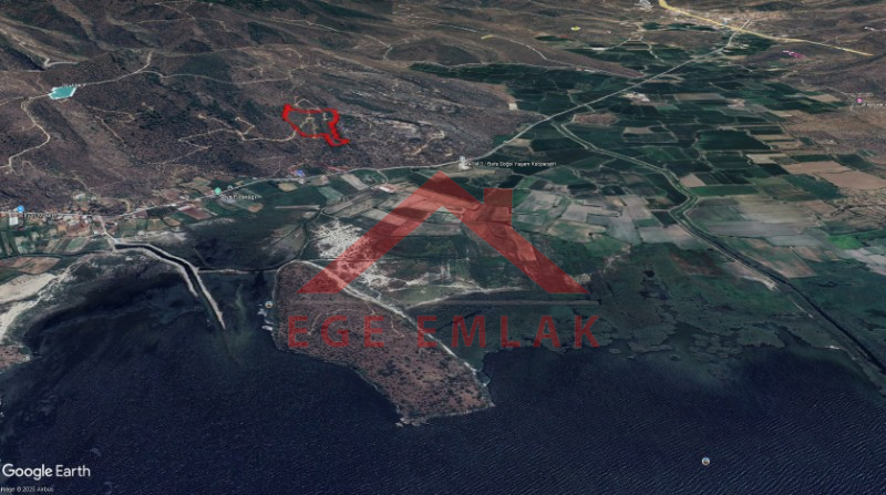 Bafa Gölü Manzaralı Zeytinlik