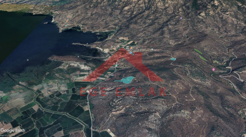 Bafa Gölü Manzaralı Zeytinlik