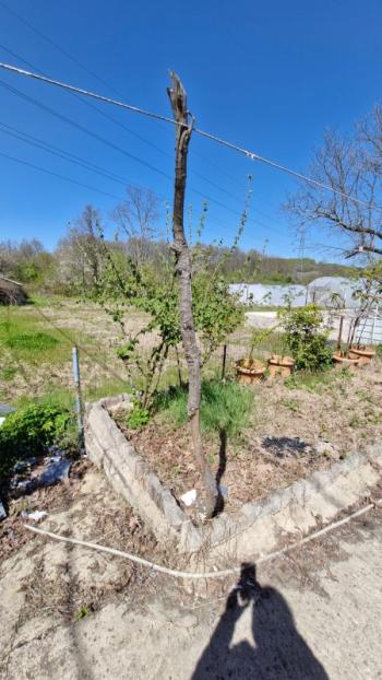 SATILIK 4+1 ÇİFTLİK EVİ + 300 m2 ÇELİK KONSTRÜKSİYON  ÇADIR + 2 ADET SERA 