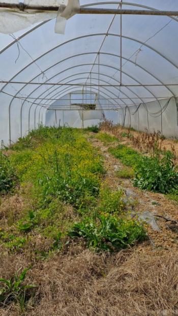 SATILIK 4+1 ÇİFTLİK EVİ + 300 m2 ÇELİK KONSTRÜKSİYON  ÇADIR + 2 ADET SERA 