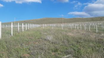 GÜVENAY - ÇORUM ESKİ OSMANCIK YOLU ÜZERİ SARMAŞA MEVKİİ SATILIK HOBİ BAHÇE 