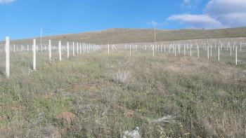 GÜVENAY - ÇORUM ESKİ OSMANCIK YOLU ÜZERİ SARMAŞA MEVKİİ SATILIK HOBİ BAHÇE 