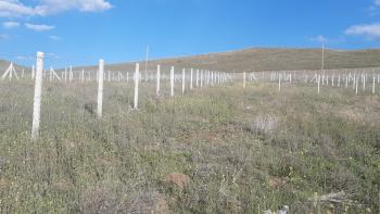 GÜVENAY - ÇORUM ESKİ OSMANCIK YOLU ÜZERİ SARMAŞA MEVKİİ SATILIK HOBİ BAHÇE 