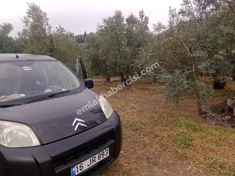 EMLAK HABERCİSİ 'NDEN MUDANYA EN YAKIN KÖYÜMÜZ IŞIKLI 'DA RESMİ YOLU OLAN ORMANA CEPHE 3 DÖNÜM SATILIK ZEYTİNLİK