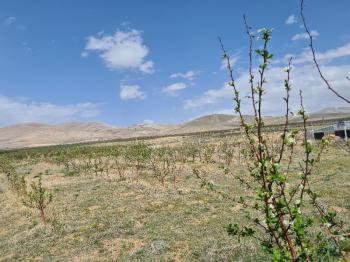 SAZLICA YENİ MAH. 4800M2 BAHÇE VE EV..